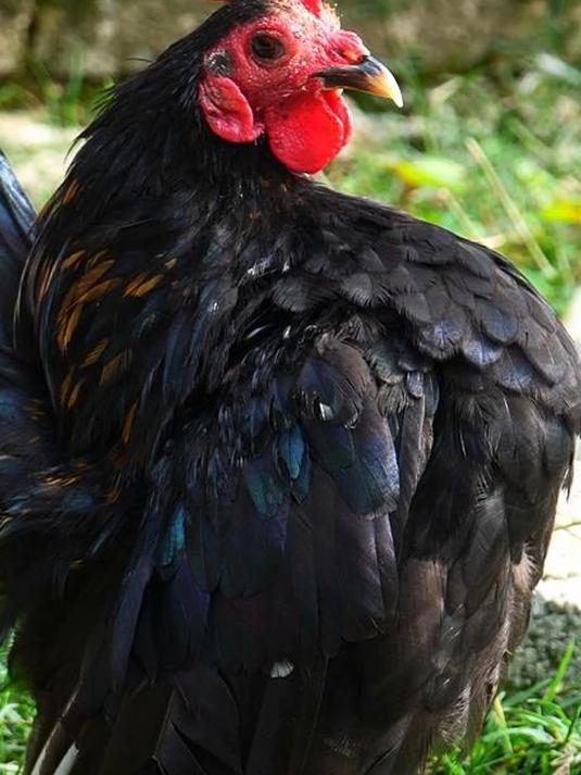 大家喜欢花色好看的 还是喜欢体形好的呢（观赏鸡品种第一期）