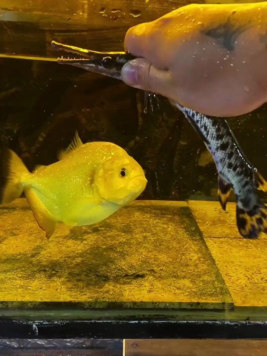 食人鱼大战鳄雀鳝,食人鱼这牙口真锋利,一口就爆浆了!