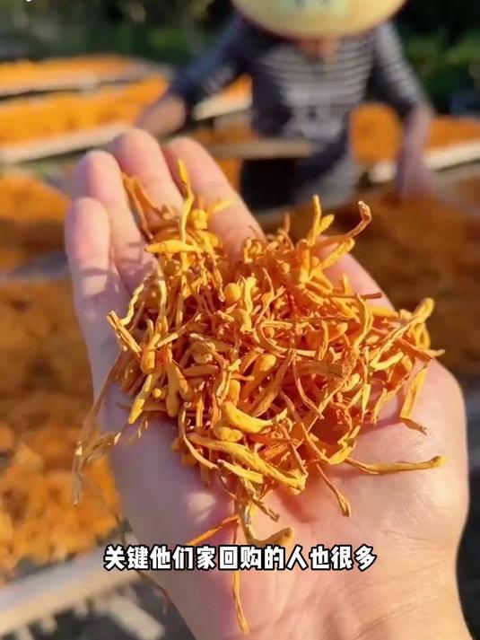 想喝鲜掉眉的汤?抓一把虫草花就够了
