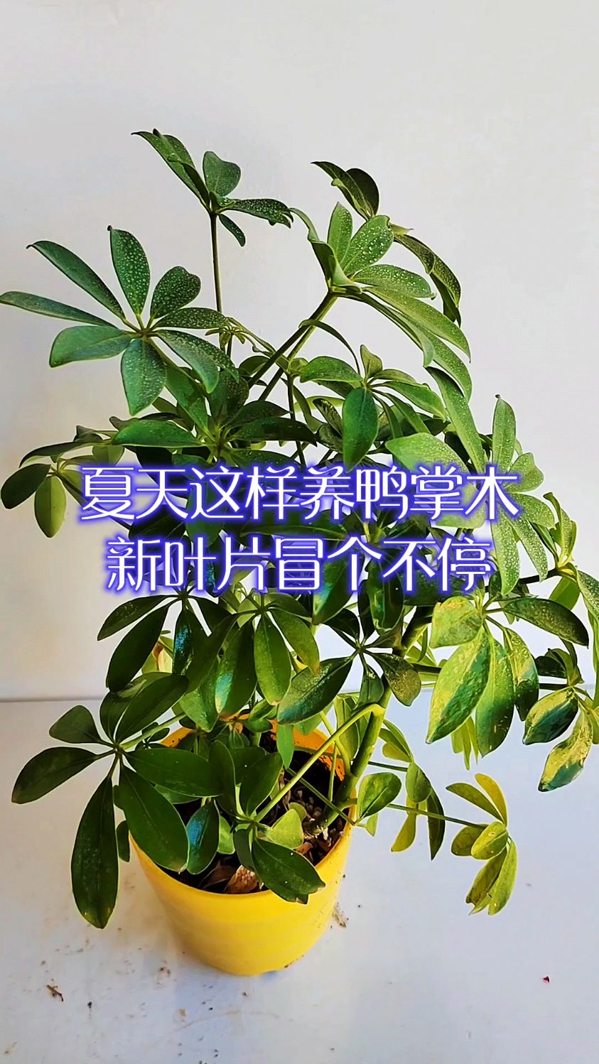 夏天这样养鸭掌木,新叶片冒个不停