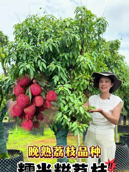 糯米糍荔枝又是谁的最爱？