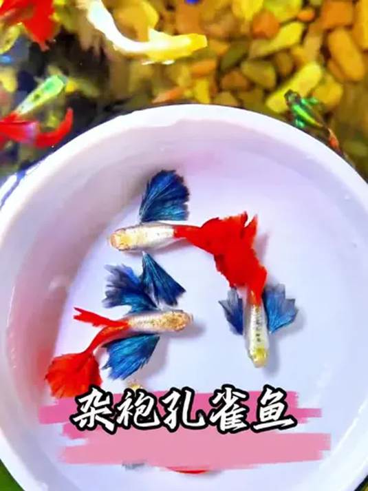 杂袍孔雀鱼好看又好养 母鱼能生 宝宝多 咋繁殖