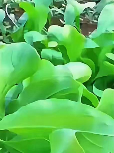 撒籽就活,芝麻菜种子不挑土,南北方都能种!