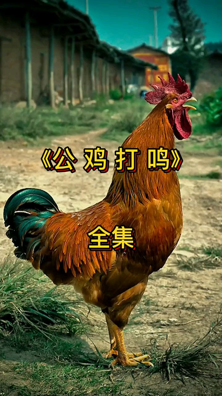 民间故事之公鸡打鸣