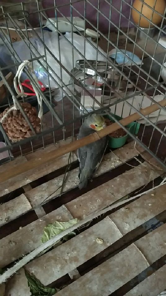 我的玄凤小鸡头都黄了,咋还有老铁说他是母的?
