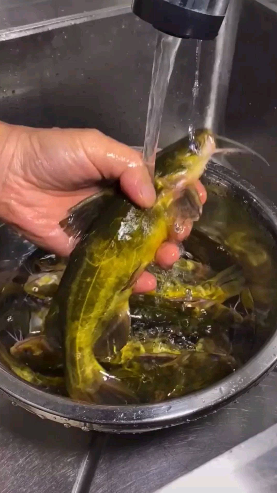 黄辣丁鱼要怎么做才更好吃呢?看完这个视频你就会做了