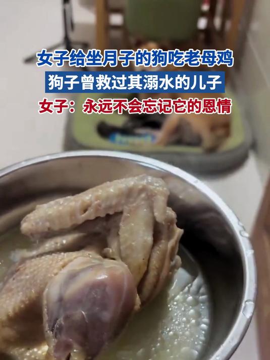 女子给坐月子的狗吃老母鸡 狗子曾救过其溺水的儿子 女子：永远不会忘记它的恩情