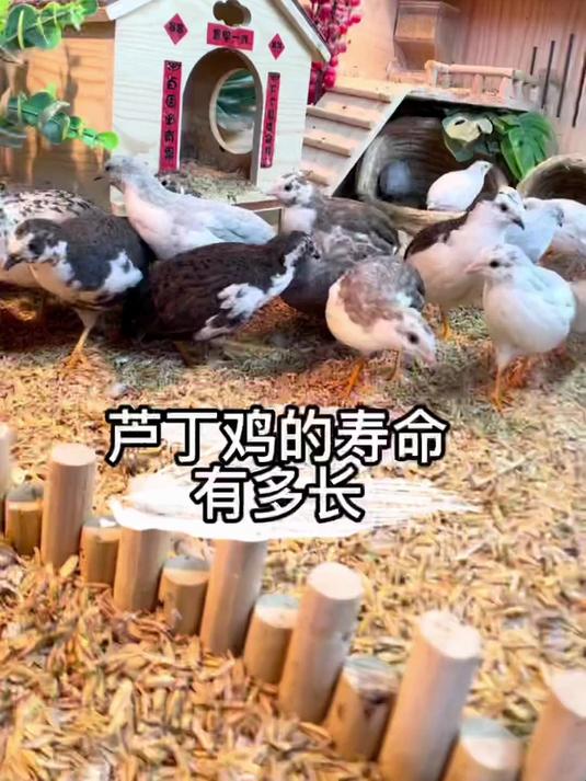 你知道芦丁鸡生长周期是什么样子的吗?芦丁鸡的寿命有多长呢?