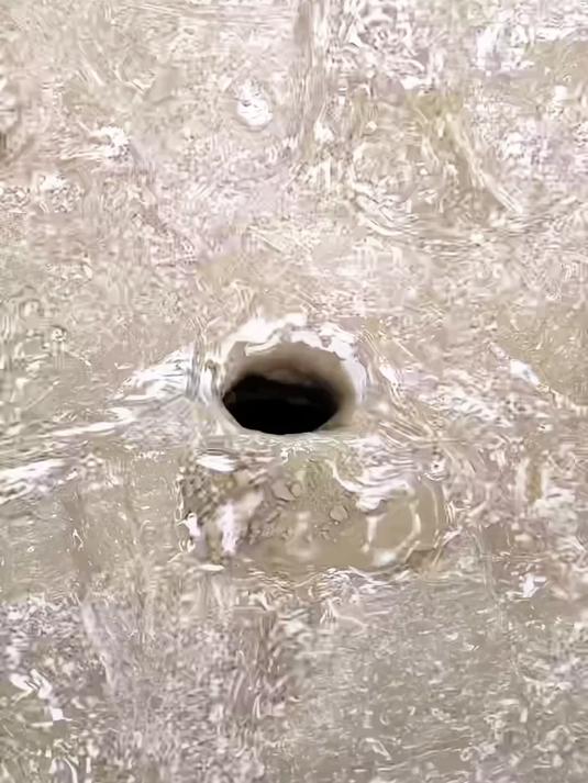 北太平洋巨型章鱼的鹦鹉喙嘴就是钻洞的尺