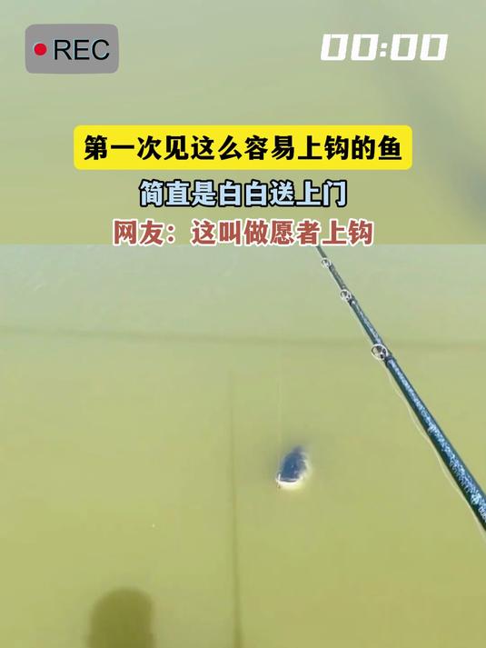 第一次见这么容易上钩的鱼，简直是白白送上门