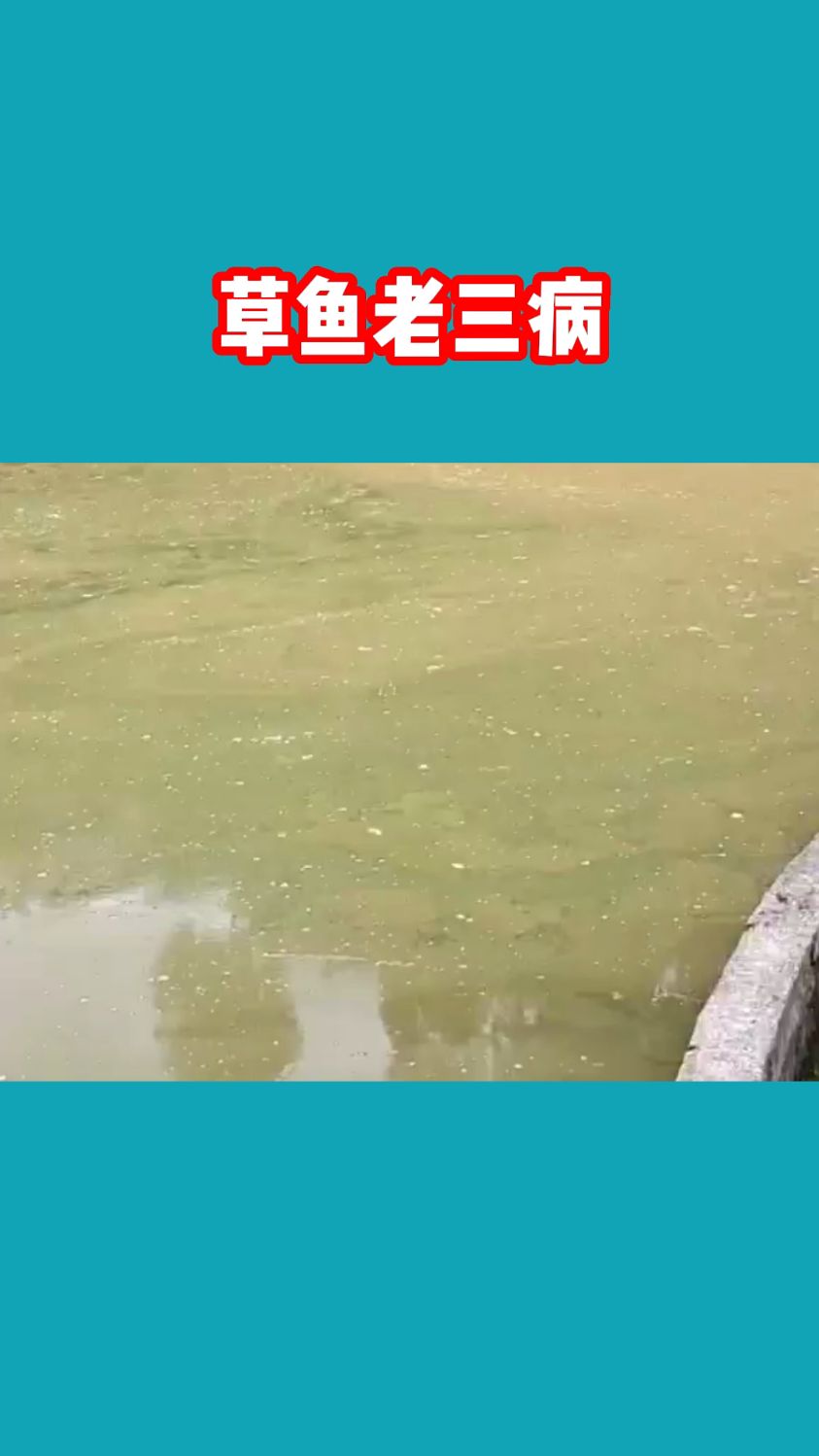 草鱼老三病如何处理