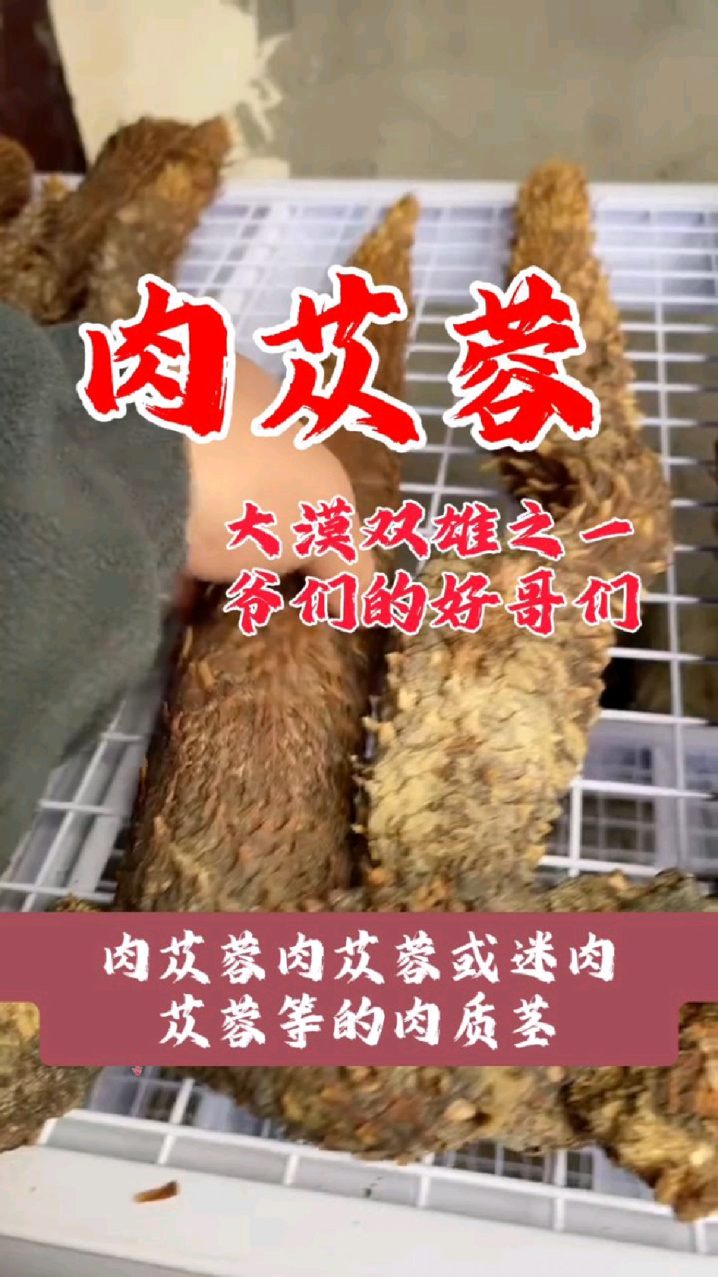 喜欢泡酒煮茶的爷们可以来看看这个大漠双雄之一的肉苁蓉