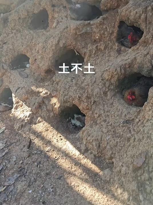 师傅在土坡上挖洞养鸡,师傅这想法厉害了,零成本建造的鸡舍