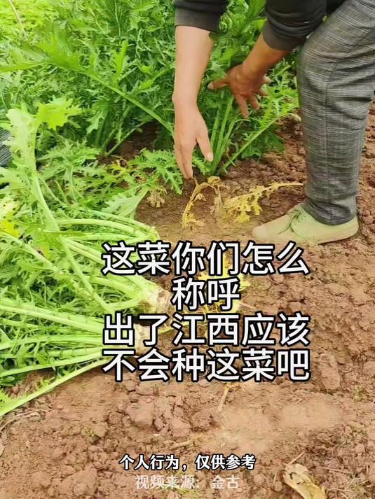 江西老表地里拔“大头菜”,这菜你们叫啥?网友:雪里红