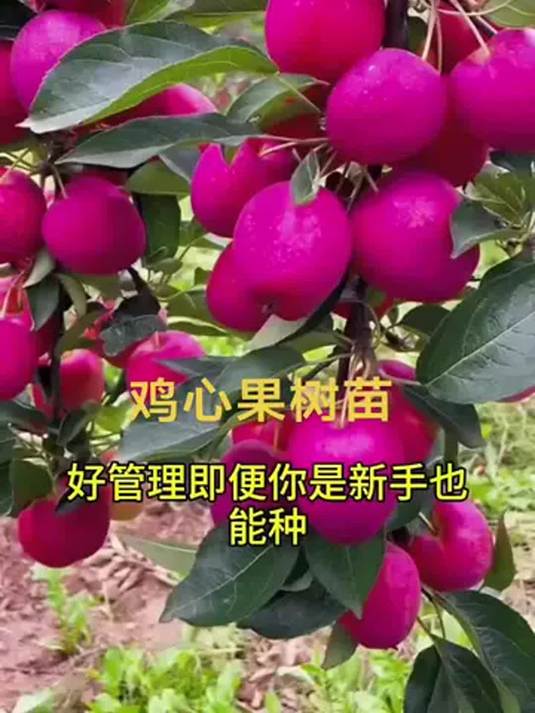 鸡心果果树苗 口感佳 助农增收 迎来丰收季