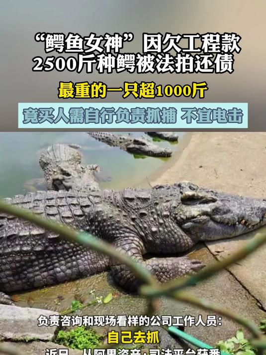 “鳄鱼女神”因欠工程款2500斤种鳄被法拍还债