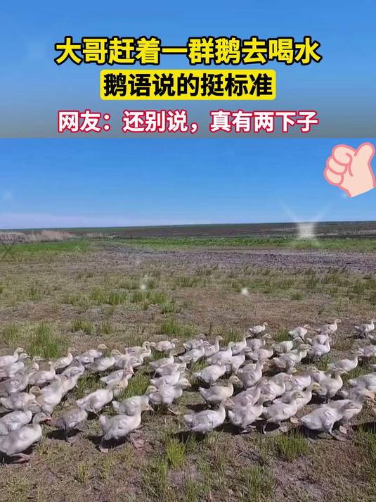 大哥赶着一群鹅去喝水，网友：还别说，真有两下子