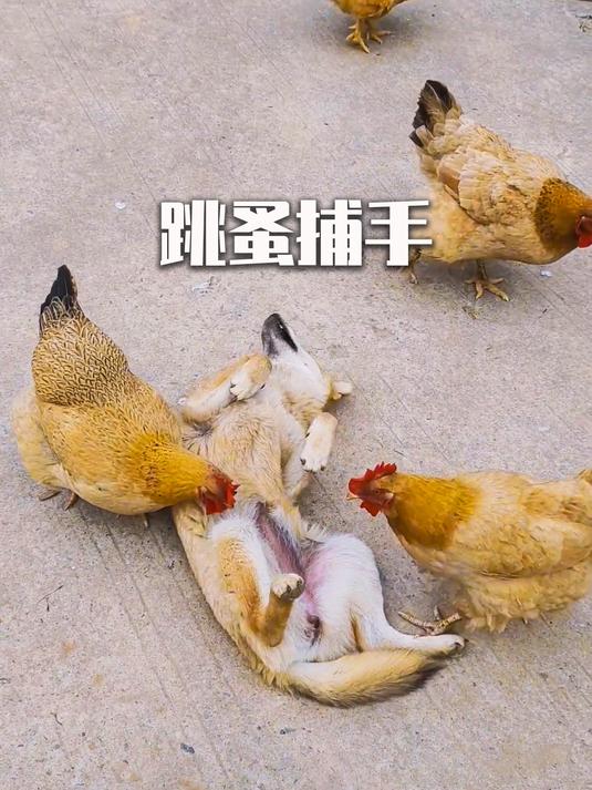 鸡的兼职,跳蚤清理服务 有趣的动物 涨知识