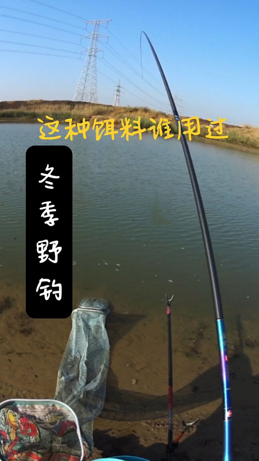 冬季野钓大板鲫,蚯蚓和红虫效果都不好?大师都推荐这两种活饵