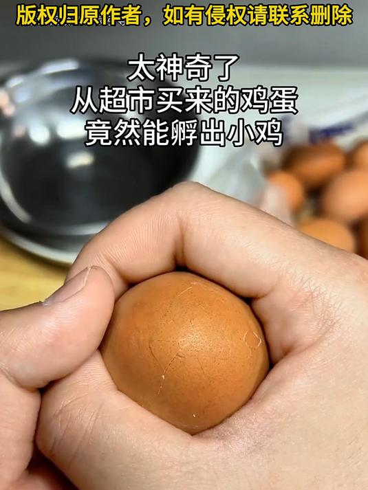 超市鸡蛋神奇孵化出小鸡，见证奇迹