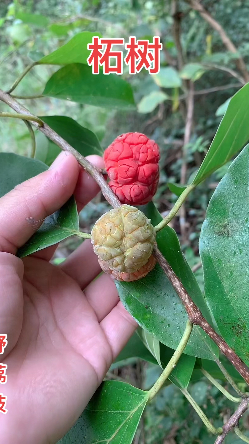 小时候在农村吃过甜蜜的回忆柘果,有谁吃过吗?#永嘉三农#药用植物#山荔枝