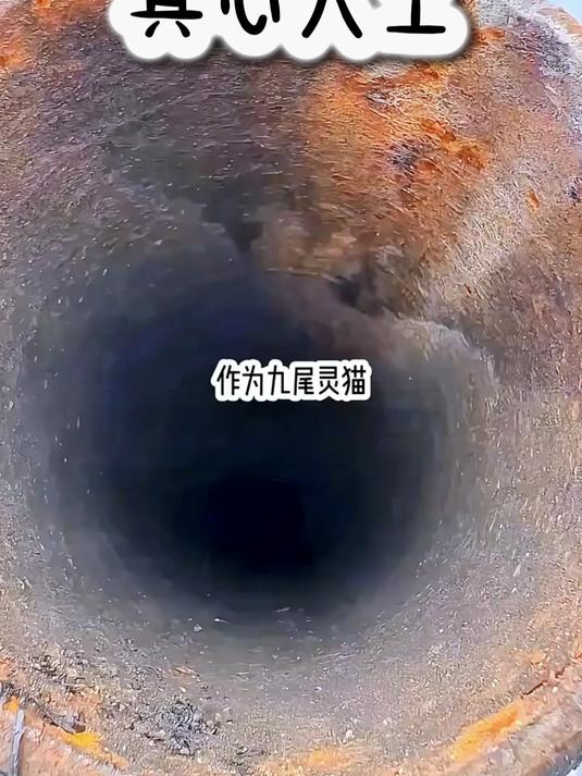 贪吃猫天天等鱼吃，瞎子宠着伺候挑刺！