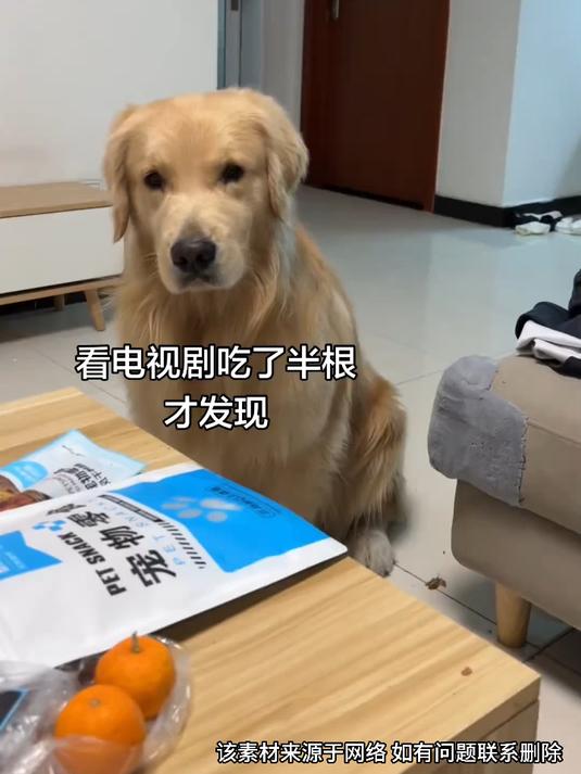 主人吃了金毛的鸭脖,狗子:你吃完了没有?要不要我喂你啊?