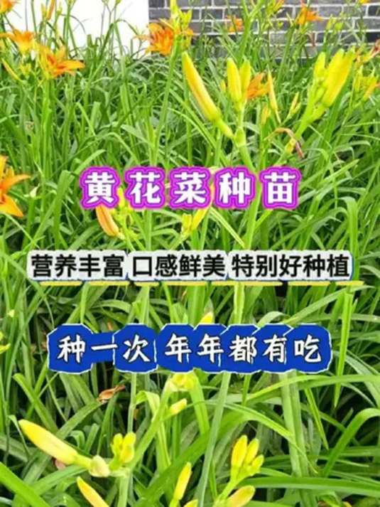优质黄花菜种苗怎么选?种植技巧大揭秘!