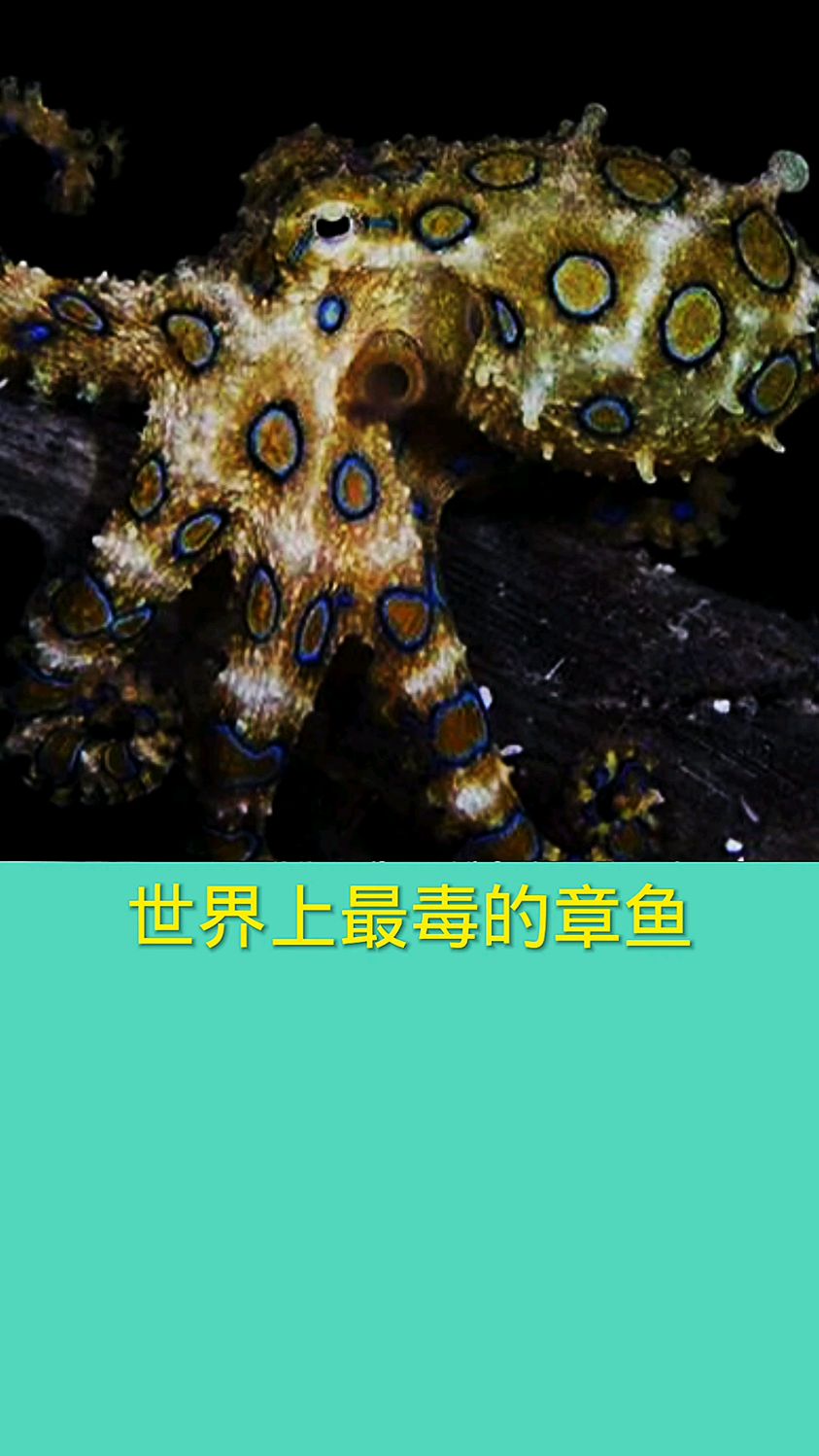 世界上最毒的章鱼
