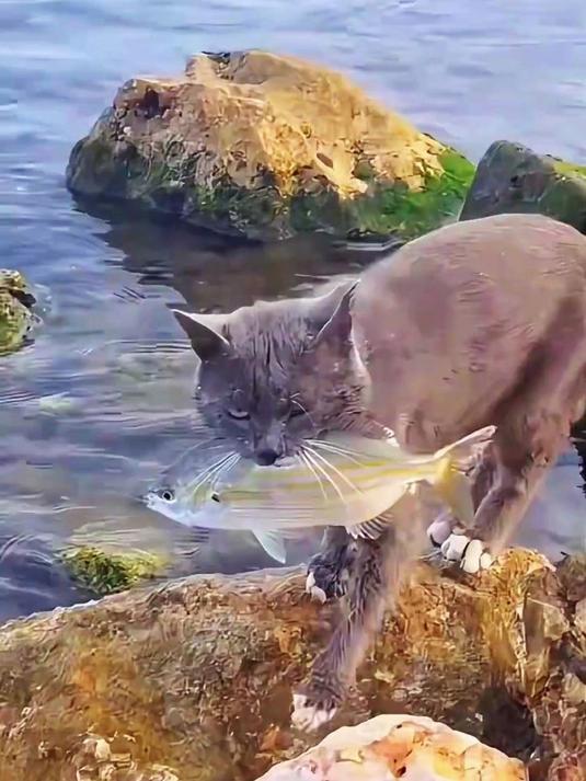 小猫用面包捕鱼