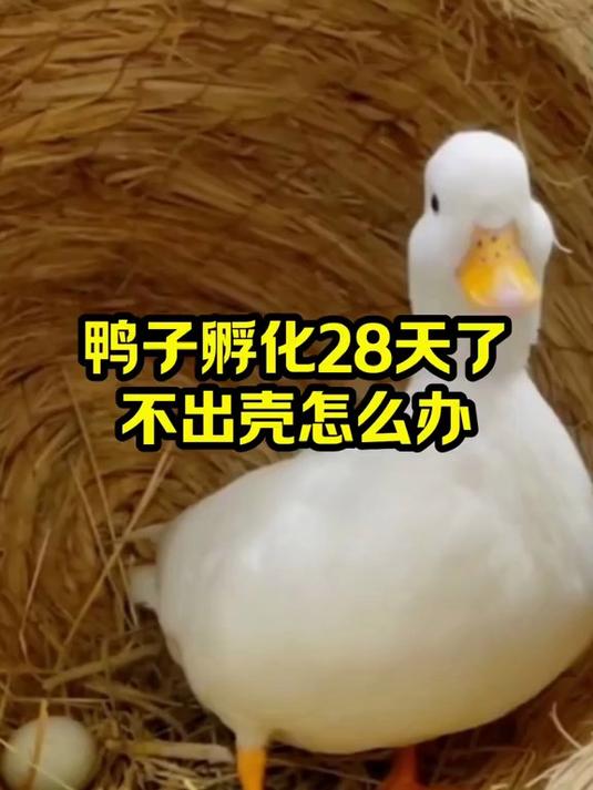 鸭子孵化28天了 不出壳怎么办
