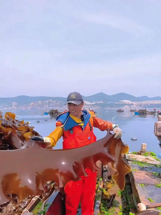 泡发率爆表1片变1碗！海带结汤麻辣烫丢两片鲜味秒翻倍！