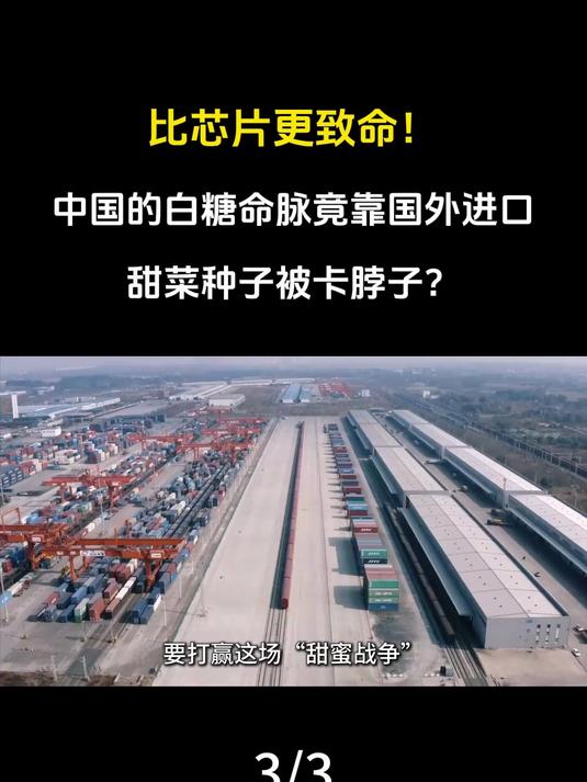 比芯片更致命!中国的白糖命脉竟靠国外进口,甜菜种子被卡脖子?