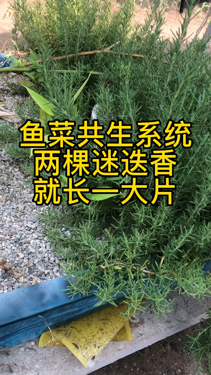 鱼菜共生系统的迷迭香