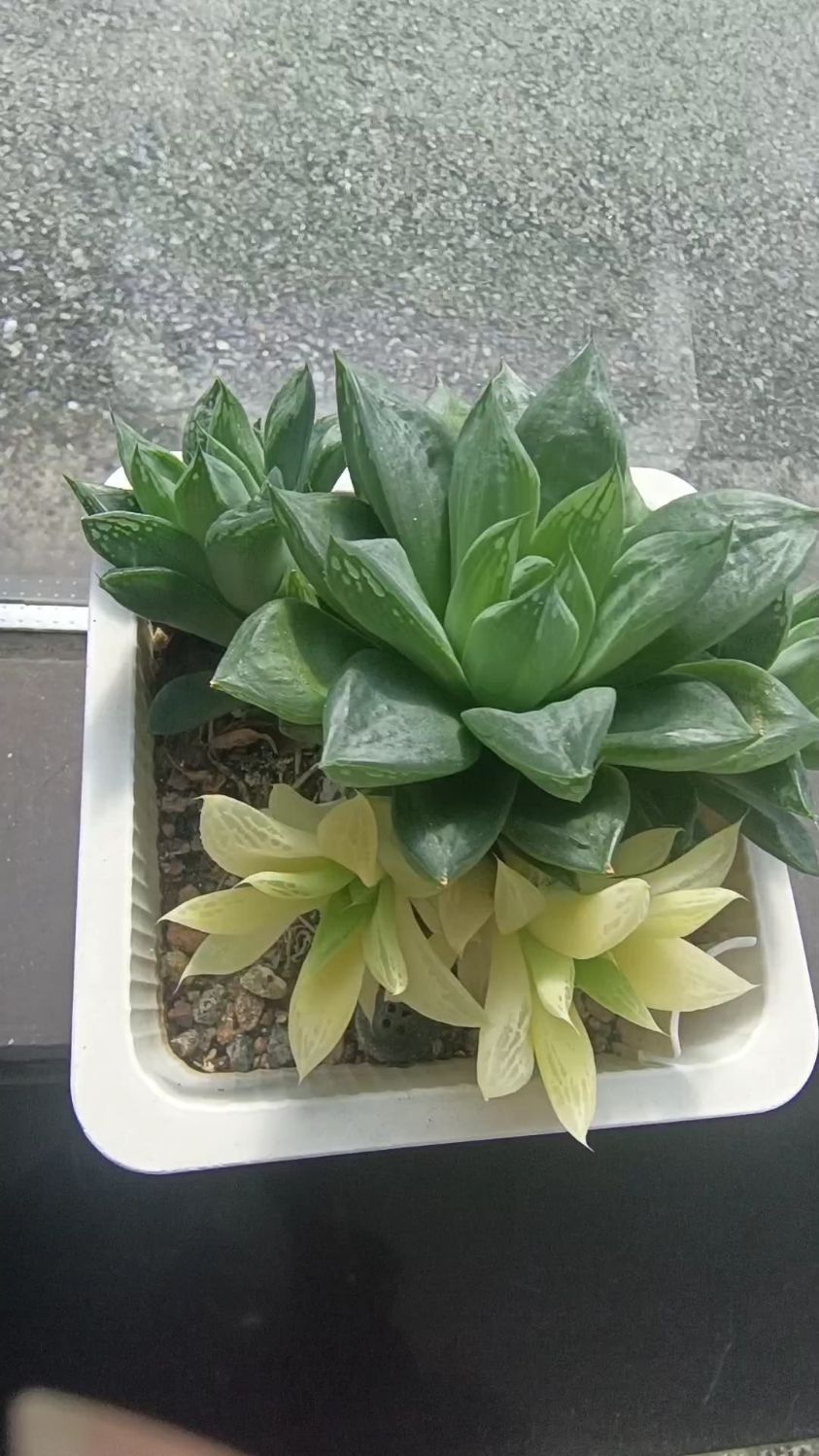 宝草锦长了四个侧芽,两个全锦,两个无有点失望