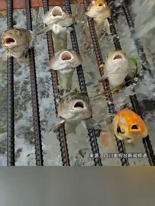 水库涨水鱼卡满桥缝 下游现捕鱼奇观众人捡 这波鱼获太离谱了