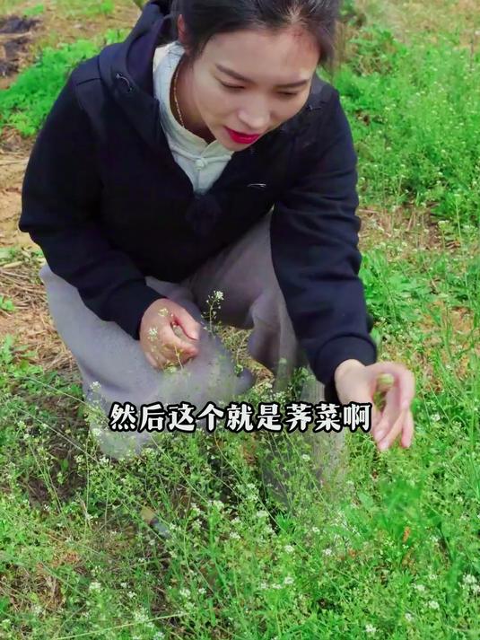 城中桃李愁风雨，春在溪头荠菜花，采摘回来煮鸡蛋也是营养价