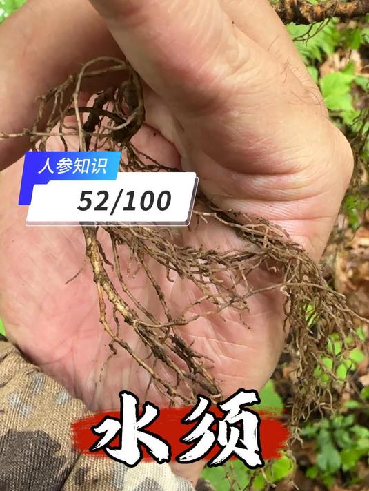 水须是人参主须上略显透明的小须子,大部分会每年脱落