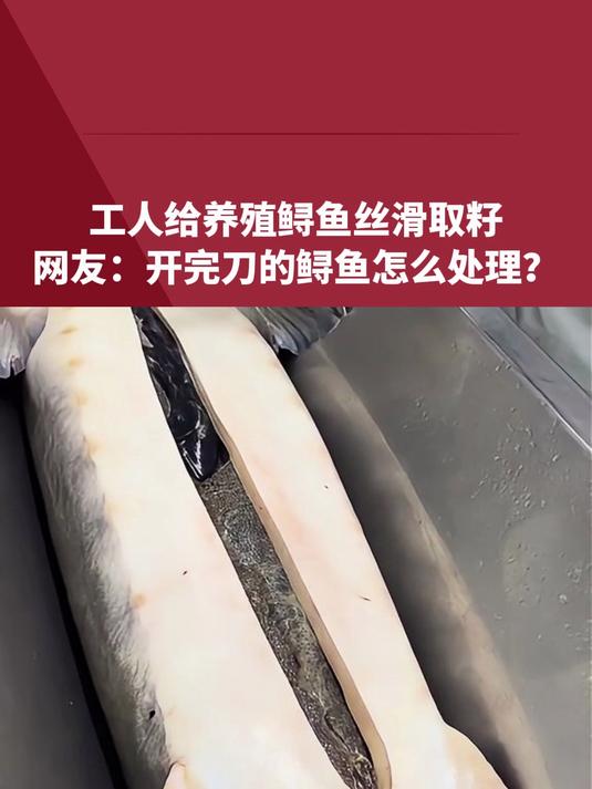 工人给养殖鲟鱼丝滑取籽，网友：开完刀的鲟鱼怎么处理？