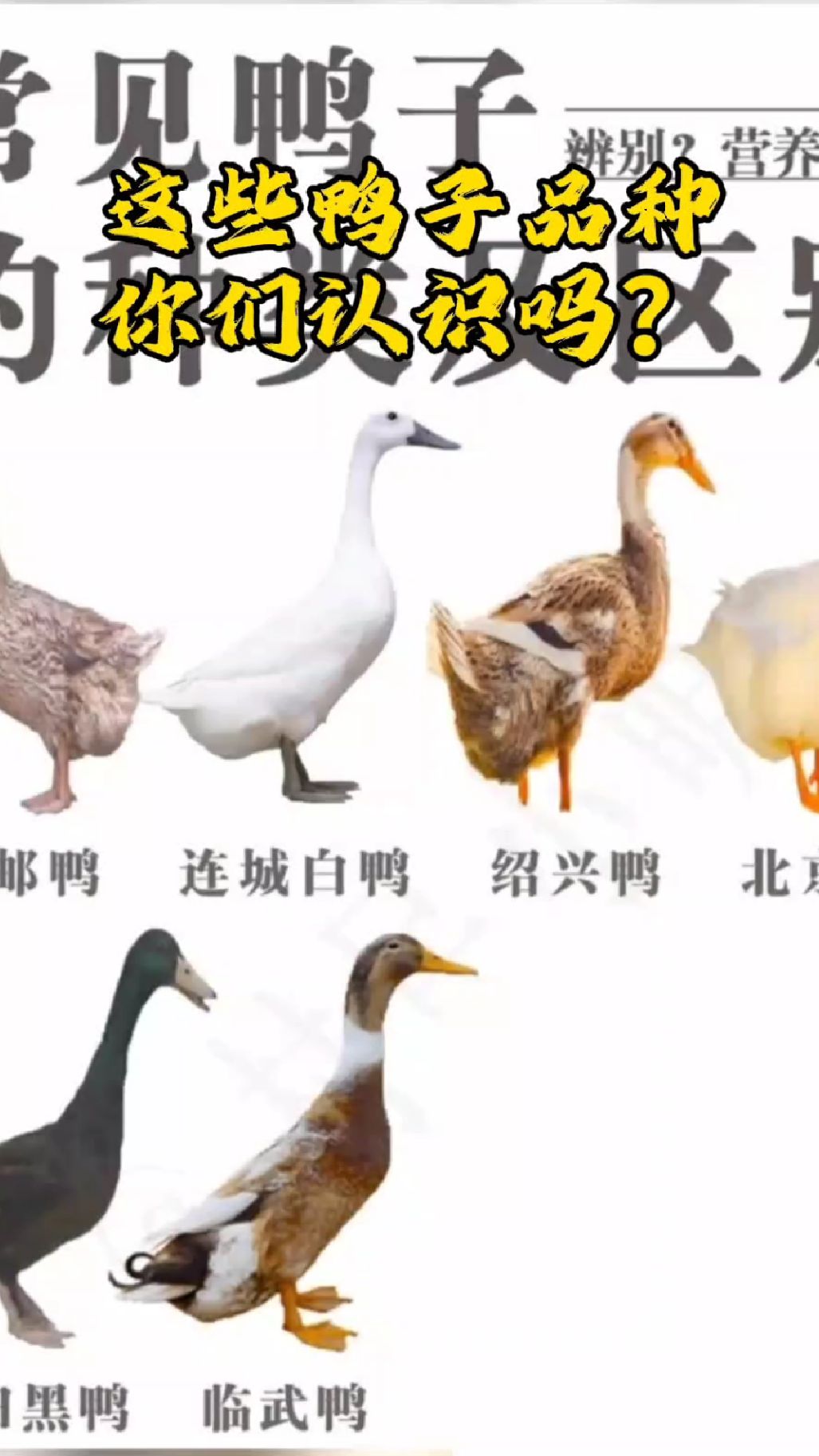 这些鸭子品种你们认识吗?