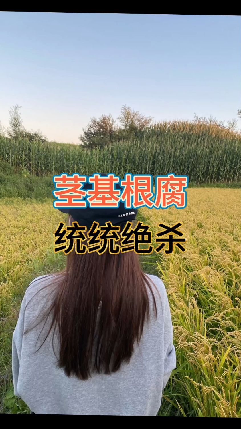 根腐病用什么药最好?根腐病最有效的治疗方法?根腐病最好的杀菌剂?