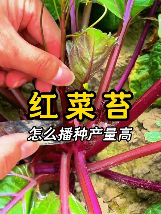 红菜苔怎么播种产量高