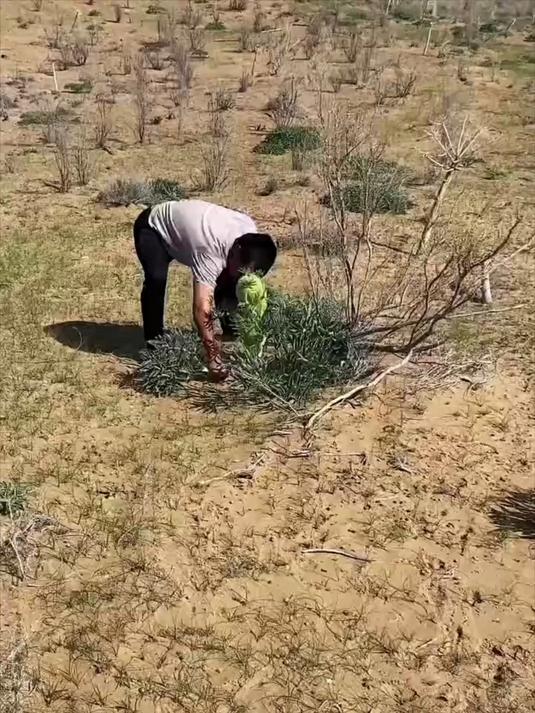 沙漠里长出来的野生大白菜