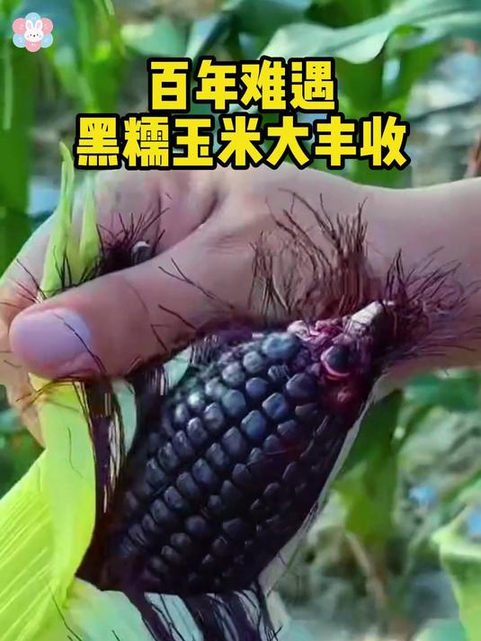 不要天天大鱼大肉一定要多吃粗粮这个黑糯玉米营养丰富又好吃