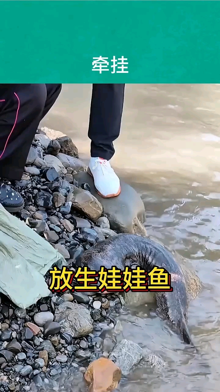 八旬奶奶放生娃娃鱼