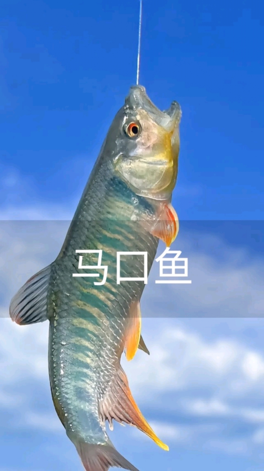马口鱼:咬钩手感,如拉大锯!