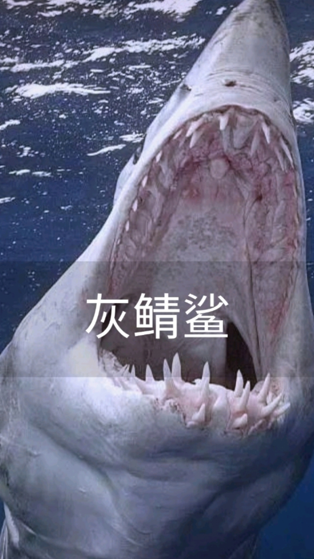 灰鲭鲨:海里闪电侠,魔鬼一样的尖牙,见到我时甭害怕!