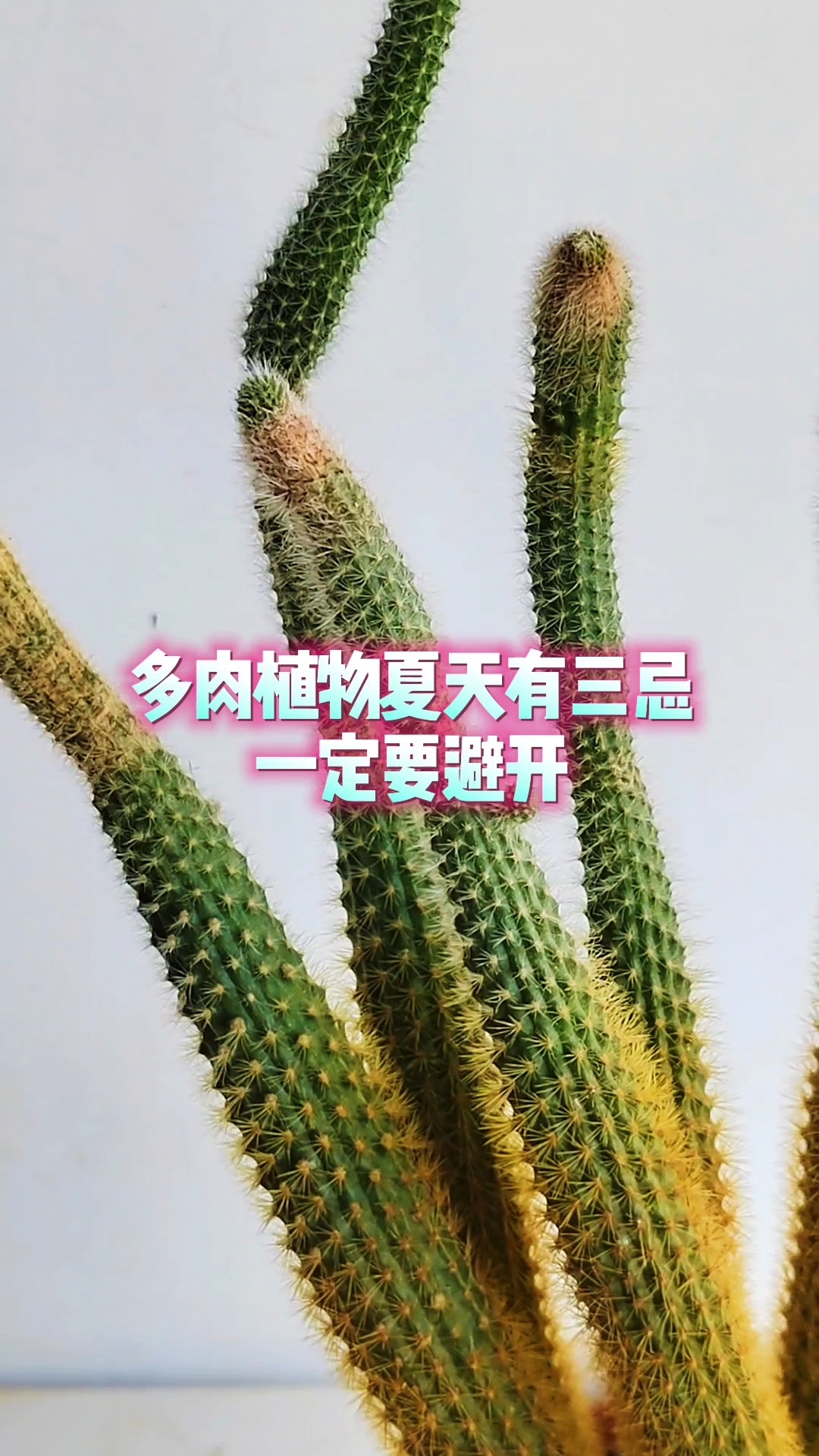 多肉植物夏天有三忌，一定要避开