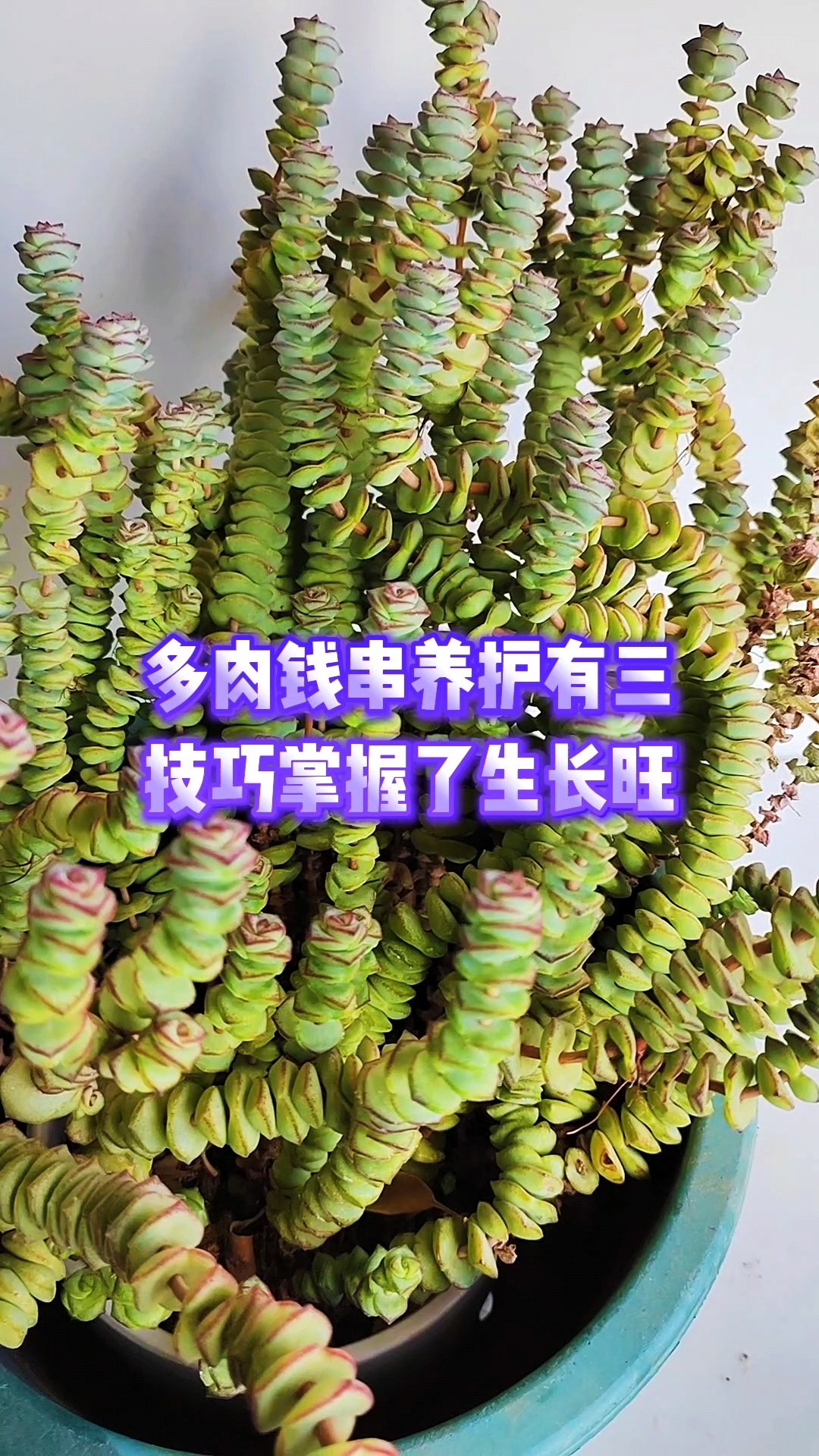 多肉钱串养护有三技巧掌握了生长旺