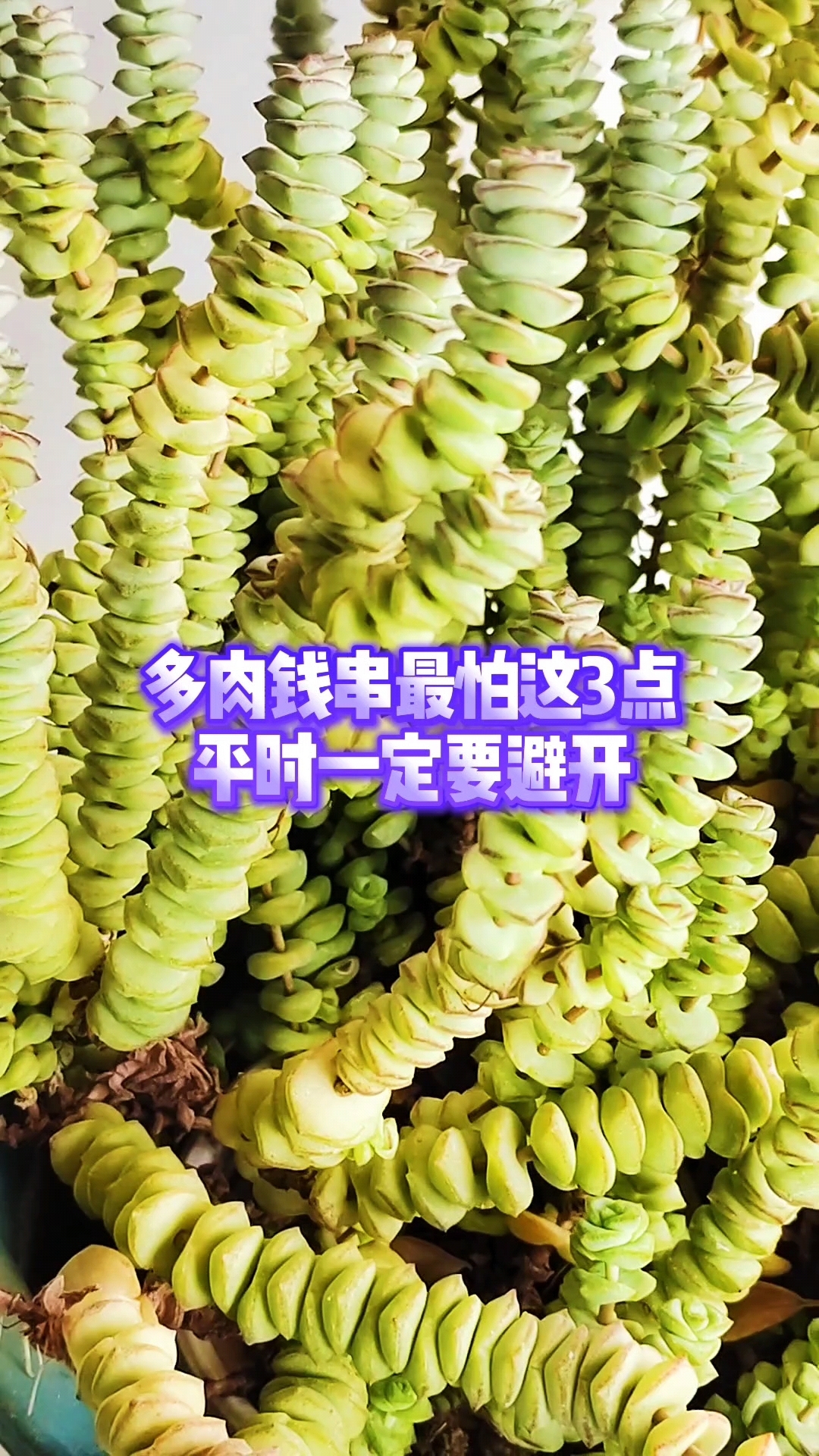 多肉钱串最怕这3点,平时一定要避开
